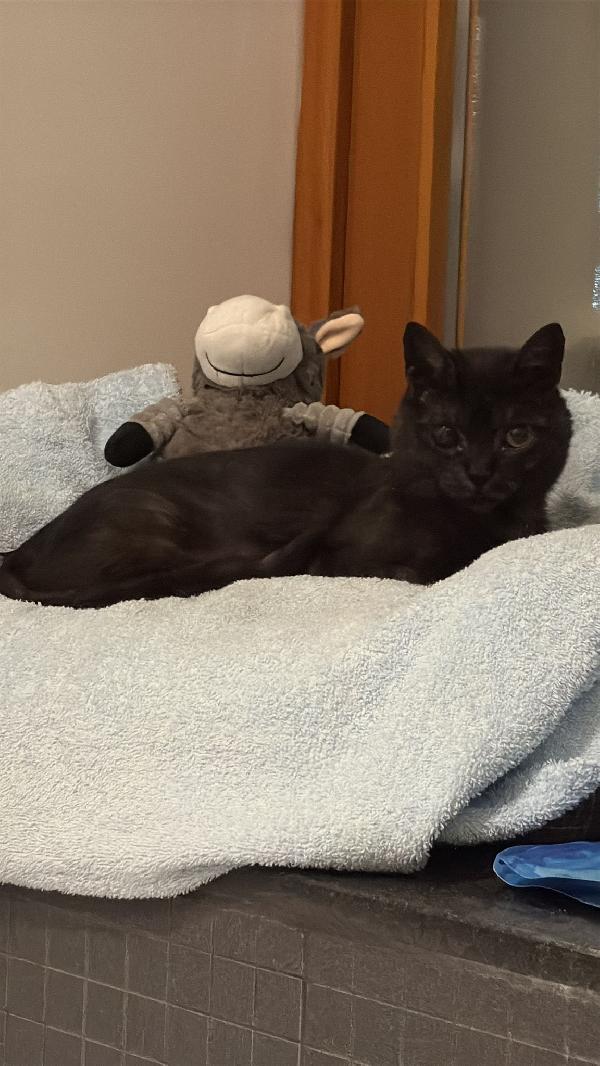 Zara, micia Fiv-Felv negativa! Foto 3